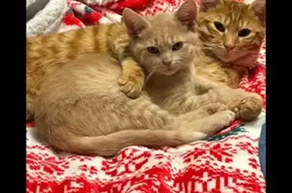 Petit chat beige perdu à Quiévrechain - photo