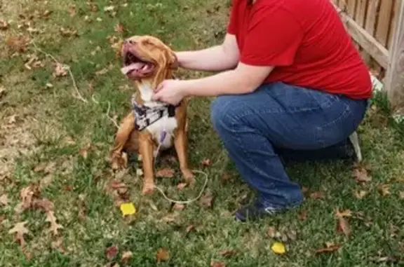 Unique Dog with Odd Eyes Missing