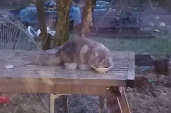 Chat gris trouvé à Cubjac-Auvézère-Val d'Ans - photo
