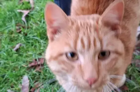 Chat errant câlin trouvé à Romagnieu - photo