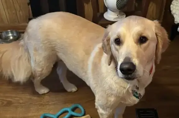 Lost Cream Golden Retriever in Crimora!