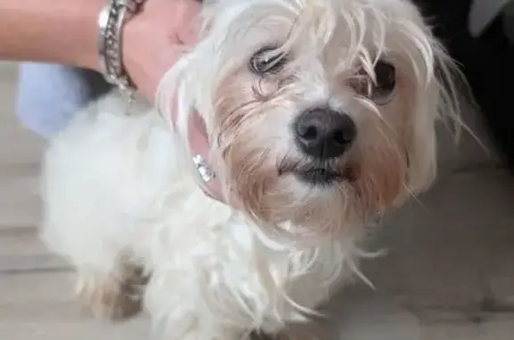 Bichon blanc trouvé, rue Léon Paviot, Bron - photo