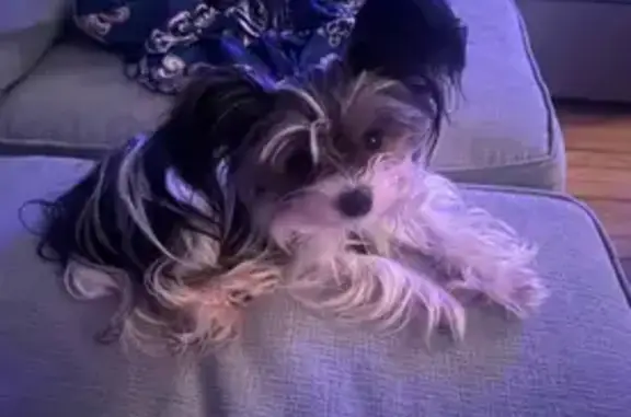 Lost Yorkie: 2lb Black & White in St. Aug