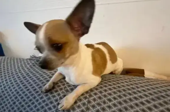 Chihuahua mâle 15 mois perdu à Yerres - photo