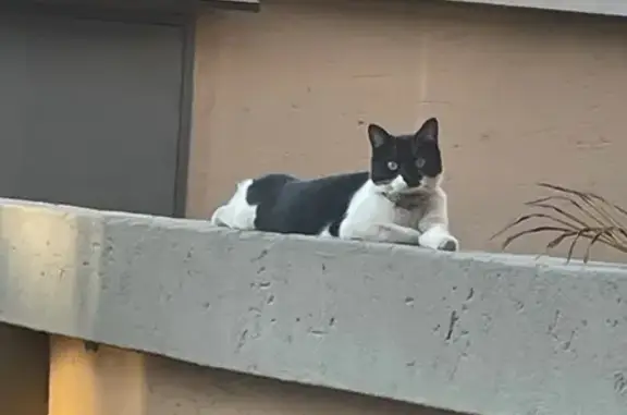 Lost Tuxedo Cat in George: Help Find Her!