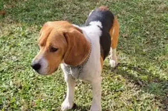 Chien trouvé , photo: Beagle mâle trouvé à Simiane-Collongue