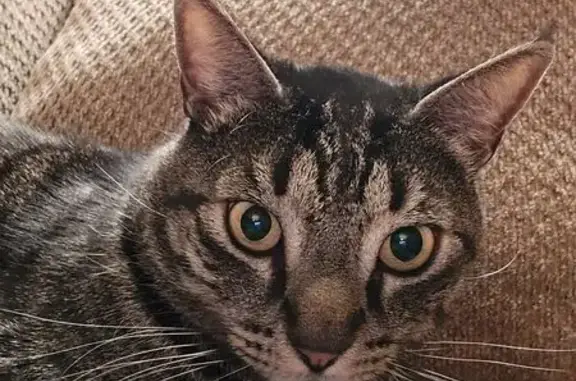 Lost Gray Tabby: Help Find Our Beloved Cat