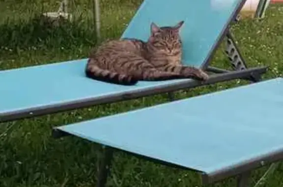 Chat mâle 3 ans disparu à Savigny-Lévescault - photo