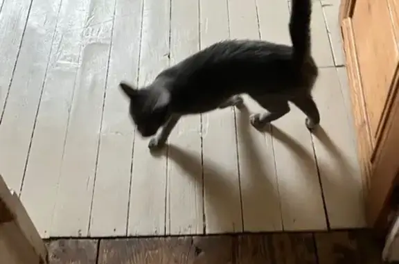 Jeune chat gris trouvé à Bourgoin-Jallieu - photo