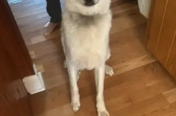 Found: Male Great Pyrenees in Georgia