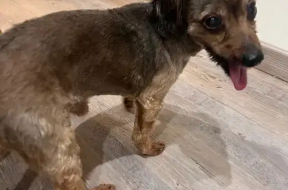Chien trouvé , photo: Chien âgé, pucé, trouvé à Plobsheim