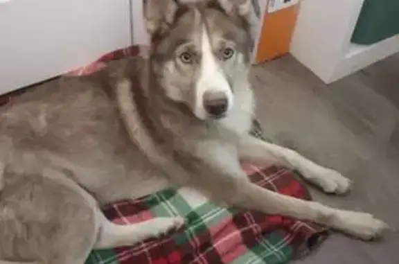 Found: Sweet Young Husky on Ma...