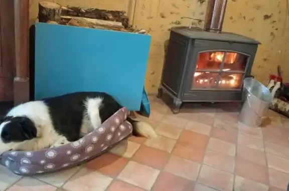 Bordé collie perdu à Douzillac - photo