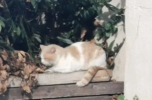 Matou blanc-roux trouvé à Perpignan - photo