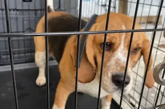 Animaux trouvés , photo: Beagle femelle trouvée à Mauvezin