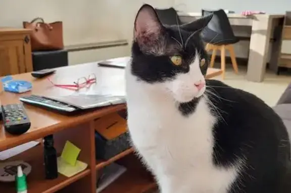 Chat noir et blanc câlin trouvé - photo