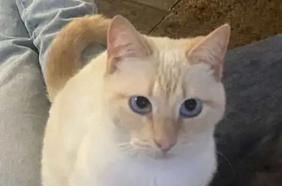 Chat perdu, Villeurbanne, photo: Siamoise blanche disparue à Villeurbanne