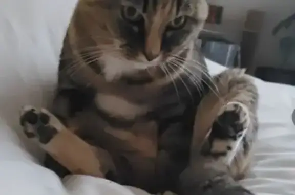 Animaux perdus , photo: Chatte tigrée perdue à Pugey