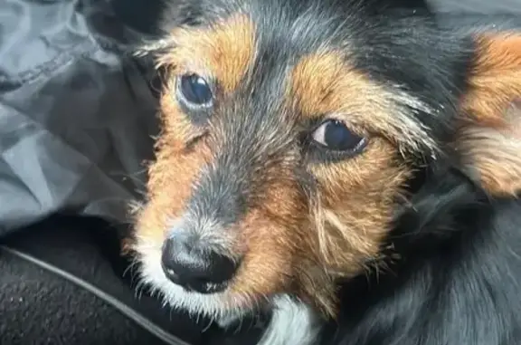Petit chien trouvé à Pierre-Bénite - photo