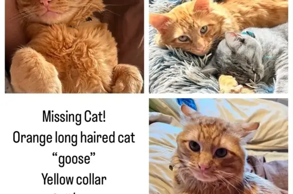 Help Find Goose: Beloved Orange Kitty