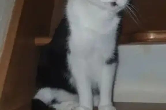 Chat noir et blanc perdu à Colombelles - photo
