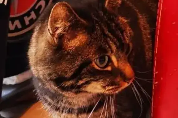Chat disparue à Nexon : Thémis, 5 ans - photo