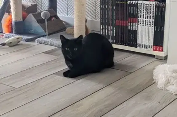 Paillette, chatte noire perdue à Domèvre - photo