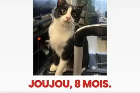 Animaux perdus Le Blanc-Mesnil, photo: Chatte noire et blanche perdue Le Blanc-Mesnil