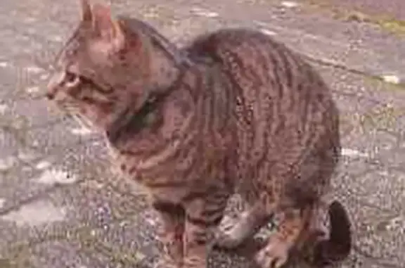 Chat tigré marron noir perdu à Capbreton - photo