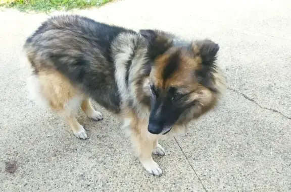 Chien perdu Livron-sur-Drôme, photo : Chienne perdue à Livron-sur-Drôme