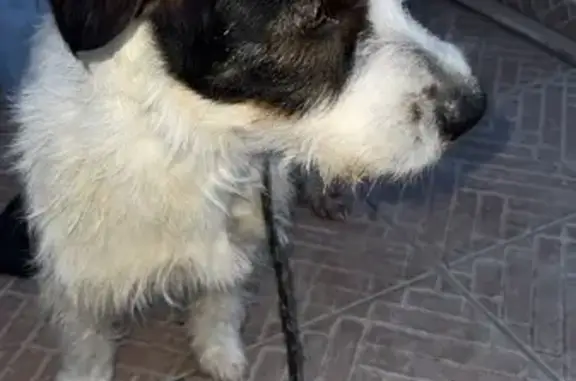 Chien tricolore trouvé à Razimet - photo