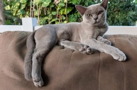 Lost Grey Burmese Cat: Millie in Brisbane