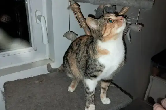 Chatonne trouvée, non identifiée, Montaigu - photo