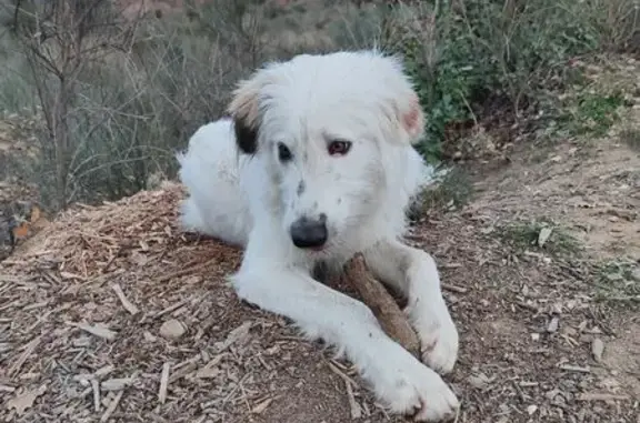 Chien trouvé Perpignan, photo: Chien blanc trouvé, collier gris, Perpignan