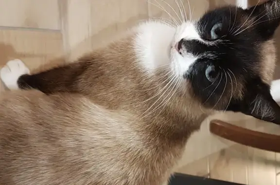 Chatte errante réfugiée dans notre jardin - photo