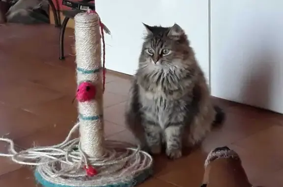 Chat perdu, , photo: Chatte angora tigrée perdue à Chevrières