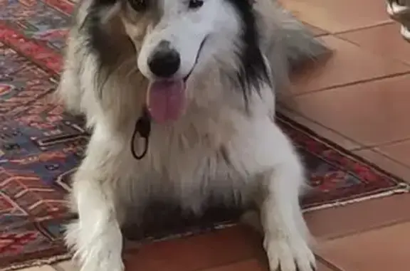 Chien perdu Ciboure, photo : Border Collie 4 ans perdu à Ciboure
