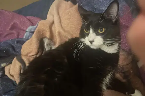 Lost Tuxedo Kitten Max in Tucson Area