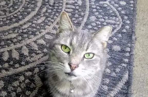 Lost Gray Tabby on West 10th St!