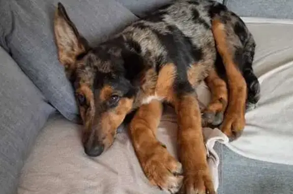 Chien perdu , photo : Chiot mâle arlequin perdu, Bessous 65