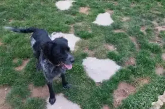 Chien trouvé à Châteauneuf-sur-Isère - photo