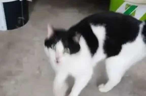 Chat trouvé , photo: Chat sociable cherche foyer, Pleyber-Christ