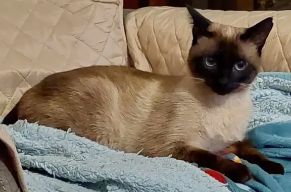 Animaux perdus , photo: Chat siamois perdu, 2 ans, peureux