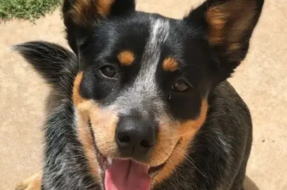 Missing Blue Heeler: Dakota in Loxton