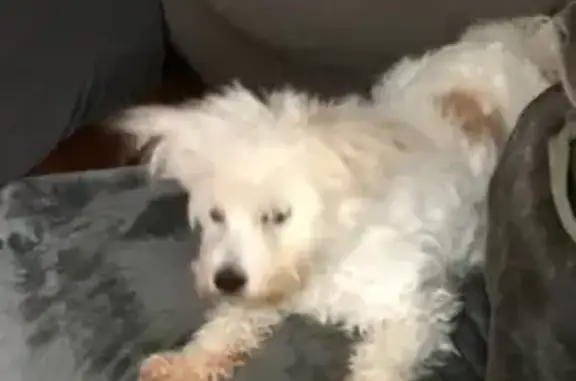 Help Find Kingston: Fluffy White Pup Lost