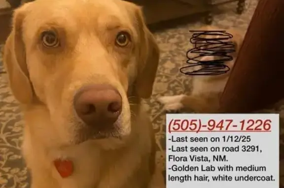 Help Us Find Our Missing Dog - $1250 Reward