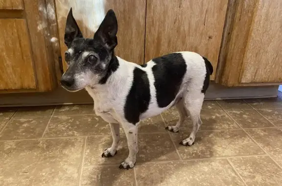 Lost Blind & Deaf Toy Fox Terrier: Help!