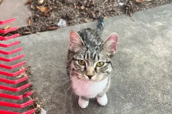 Found: Striped Brown Cat in Lo...