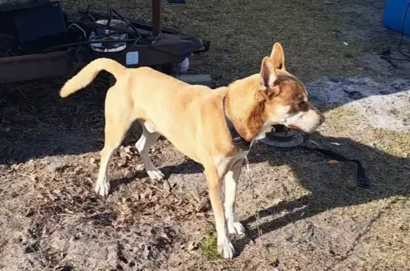 Friendly Husky Mix Found Near...