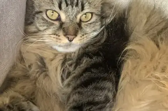 Lost: Fluffy Brown Cat in Colorado Springs